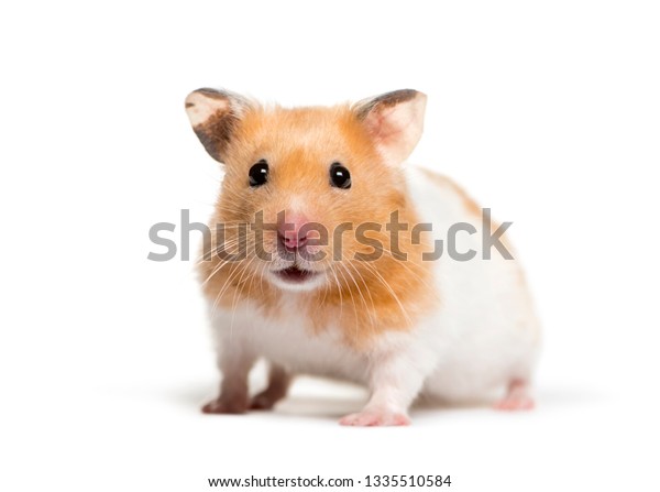 Hamster Dore Sur Fond Blanc Photo De Stock Modifiable