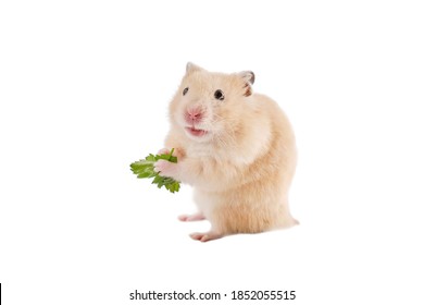 Golden hamster with greenery on white background - Shutterstock ID 1852055515