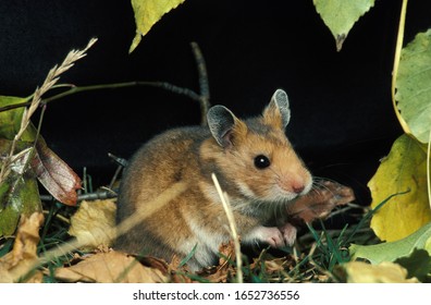 Golden Hamster, Mesocricetus Auratus, Adult   