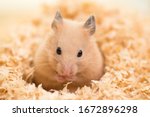 Golden Hamster on wooden chips