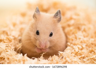 Golden Hamster on wooden chips