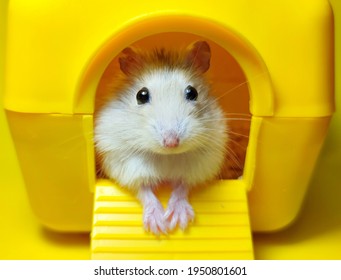 2,874 Surprised hamster Images, Stock Photos & Vectors | Shutterstock