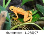 Golden Harlequin Frog looking for food