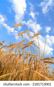 Golden Harvest And Blue Cloudy Sky. South Ukraine Agriculture Field.