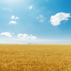 hand touching wheat in field, a Nature Photo by vimart