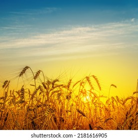 Golden Harvest Under Orange And Blue Cloudy Sky On Sunset. South Ukraine Agriculture Field.