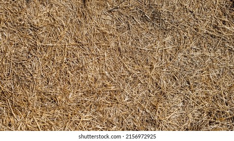 Golden Haystack Hay Pile Texture