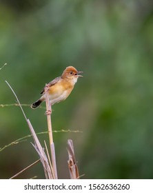 Golden Headed Cisticola Perched On A Reed.