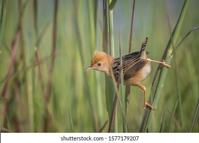 Golden Headed Cisticola - Small Australian Grass Bird