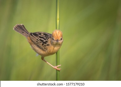 Golden Headed Cisticola - Small Australian Grass Bird