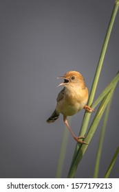 Golden Headed Cisticola - Small Australian Grass Bird