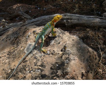 Golden Headed Collared Lizard Colorado National Stock Photo 15703855 ...