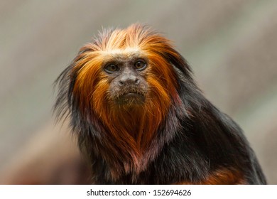 Golden Headed Lion Tamarin