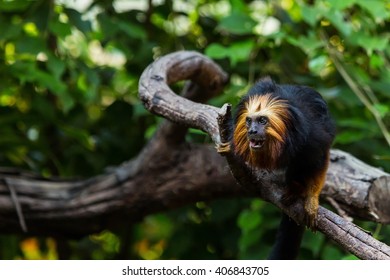 Golden Headed Lion Tamarin.