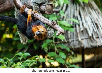 Golden Headed Lion Tamarin.