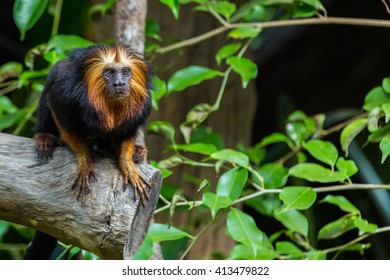 Golden Headed Lion Tamarin.