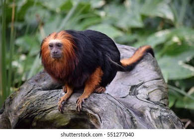 Golden Headed Lion Tamarin