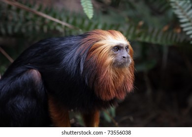 A Golden Headed Lion Tamarin