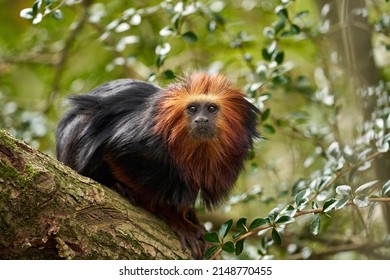 Golden Headed Lion Tamarin Monkey             