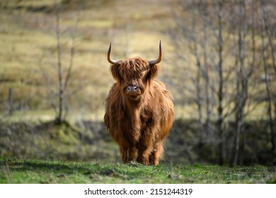 1,678 Highland coo Stock Photos, Images & Photography | Shutterstock