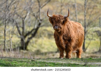 1,678 Highland coo Stock Photos, Images & Photography | Shutterstock
