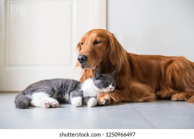 Family With Dogs Stock Photos Images Photography Shutterstock