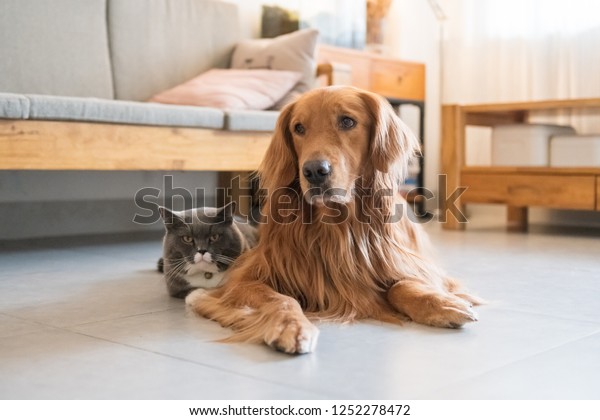 Golden Hound British Shorthaired Cat Stock Photo Edit Now 1252278472