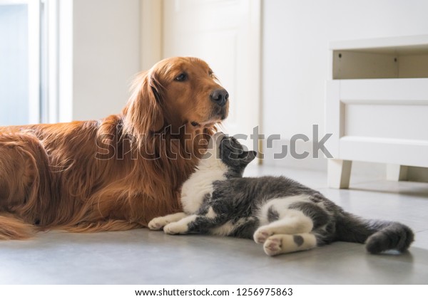 Golden Hound British Shorthaired Cat Stock Photo Edit Now 1256975863