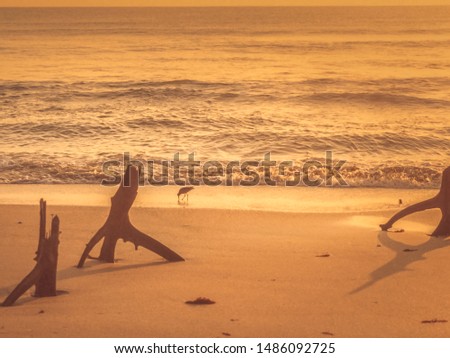 Similar – Image, Stock Photo Dead bird on beach Bird