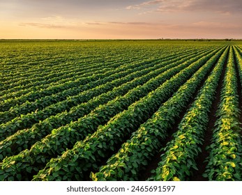 Golden hour light casting over rows of vibrant soybean plants in a vast agricultural field