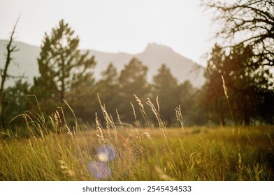 Golden hour light casting a warm glow on wheat grass in Colorado, scenic mountain backdrop film photo - Powered by Shutterstock