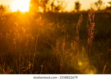 Golden hour meadow with glowing grass stems and warm sunlight. A serene meadow scene with tall grass illuminated by the golden hour sunlight, creating a dreamy and warm atmosphere in nature. - Powered by Shutterstock