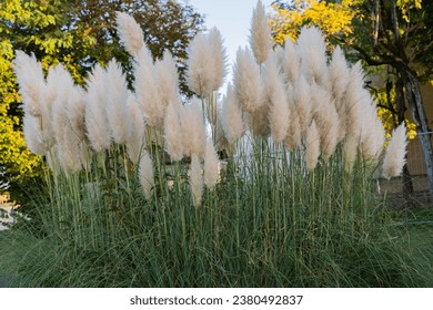 Golden Hour Pampas Grass in Autumn Garden - Powered by Shutterstock