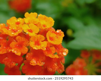 Golden Hour Rain Kisses: Vibrant Lantana blooms glisten with raindrops, capturing the beauty of nature after a summer shower.  - Powered by Shutterstock