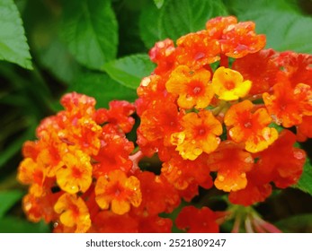 Golden Hour Rain Kisses: Vibrant Lantana blooms glisten with raindrops, capturing the beauty of nature after a summer shower.  - Powered by Shutterstock