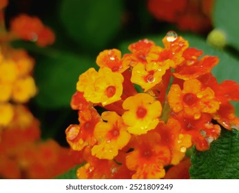 Golden Hour Rain Kisses: Vibrant Lantana blooms glisten with raindrops, capturing the beauty of nature after a summer shower.  - Powered by Shutterstock