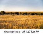 Golden hour in the savannah, Serengeti National Park