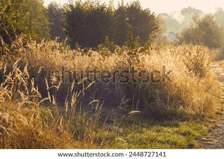 Golden Hour Serenity: A Lush Field of Wild Grasses Bathed in the Warm, Ethereal Glow of Sunrise, with Dew Glistening on Every Blade, Inviting Tranquility and Reflection Amidst Nature Unspoiled Beauty