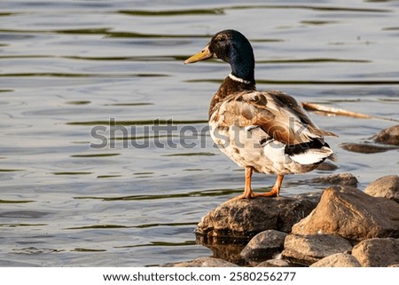 Golden hour serenity: A male Mallard duck stands proudly on a rock by the pond, soaking in the warmth of a summer afternoon in Edmonton, Alberta.