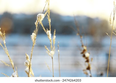 Golden Hour Snow-Covered Tall Grass in Winter Field - Powered by Shutterstock