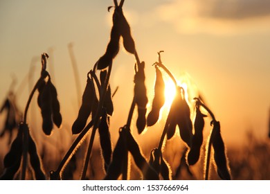 Golden Hour Soybean Harvest Sunset