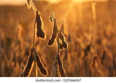 Golden Hour Soybean Harvest Sunset