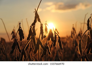 Golden Hour Soybean Harvest Sunset