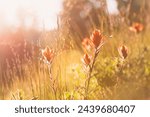 Golden hour sun shining on red Indian paintbrush wildflowers on a hillside in the Colorado Rocky Mountains with a hover fly flying next to a flower