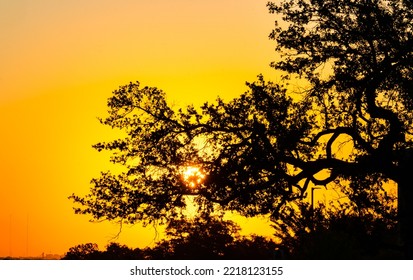 Golden Hour Sunrise Sends Light Rays Through The Branches And Leaves Of A Huge Live Oak Tree In Central Texas Hill Country With Orange Golden Hour Sunset Background