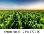 Golden hour sunset over lush green corn field in the tranquil rural countryside