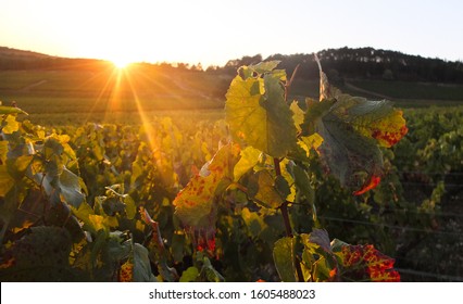 Golden hour in the vineyards : a grape vine captured in the glow of sunset, Burgundy, France