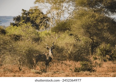 The golden hues of South Africa's wilderness with this Koedoe (Kudu) standing gracefully amidst the bush. The majesty of wildlife during a thrilling safari adventure. Wildlife enthusiasts and safari. - Powered by Shutterstock