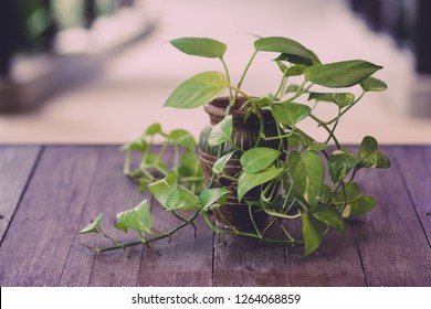 Golden Hunter's Rolae Or Devil's Ivy Plant In Vase Decorated On Wooden Table