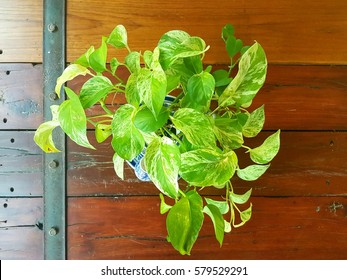 Golden Hunter's Rolae Or Devil's Ivy Plant In Vase On A Rustic Wooden Table 